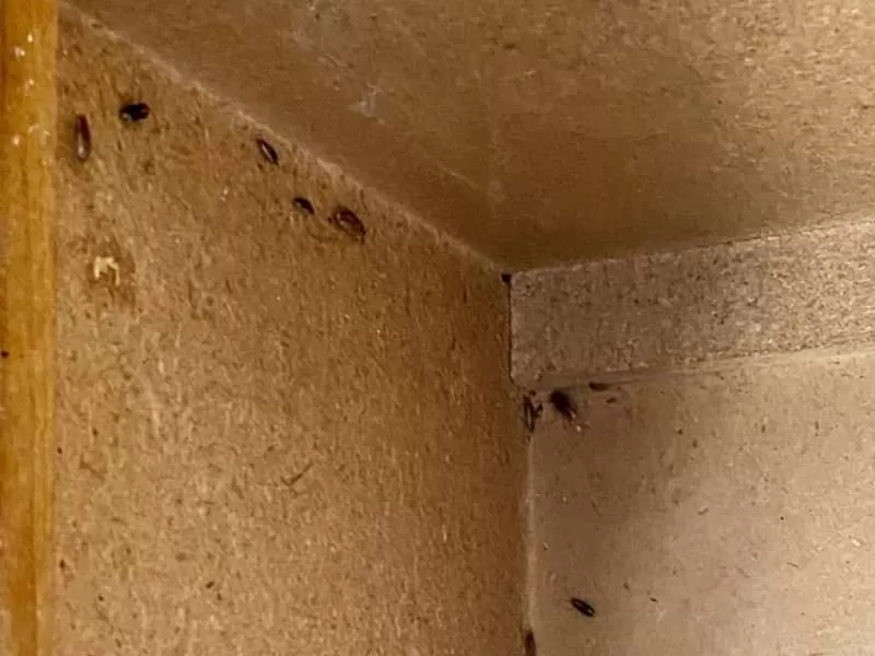 German Cockroach Treatment in Central Bakersfield, CA